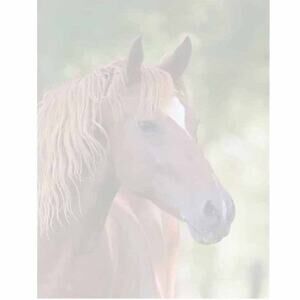 Horse Stationery 8.5" x 11" Letter Paper